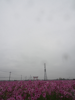 PA280425_thumb.png