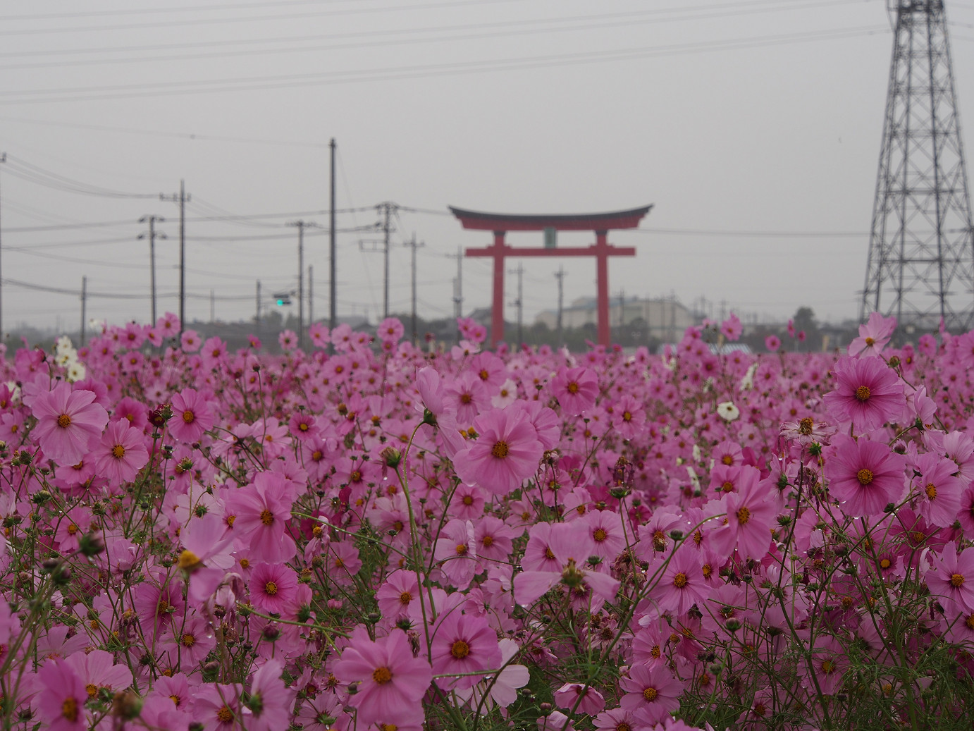 PA280429.jpg