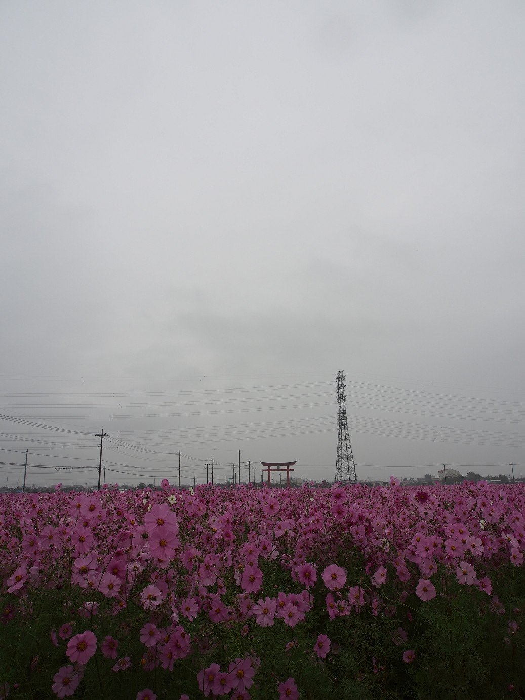PA280430.jpg