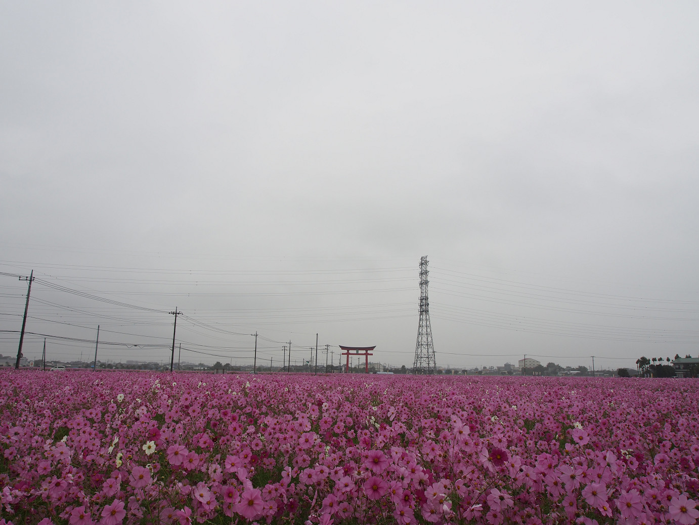 PA280434.jpg