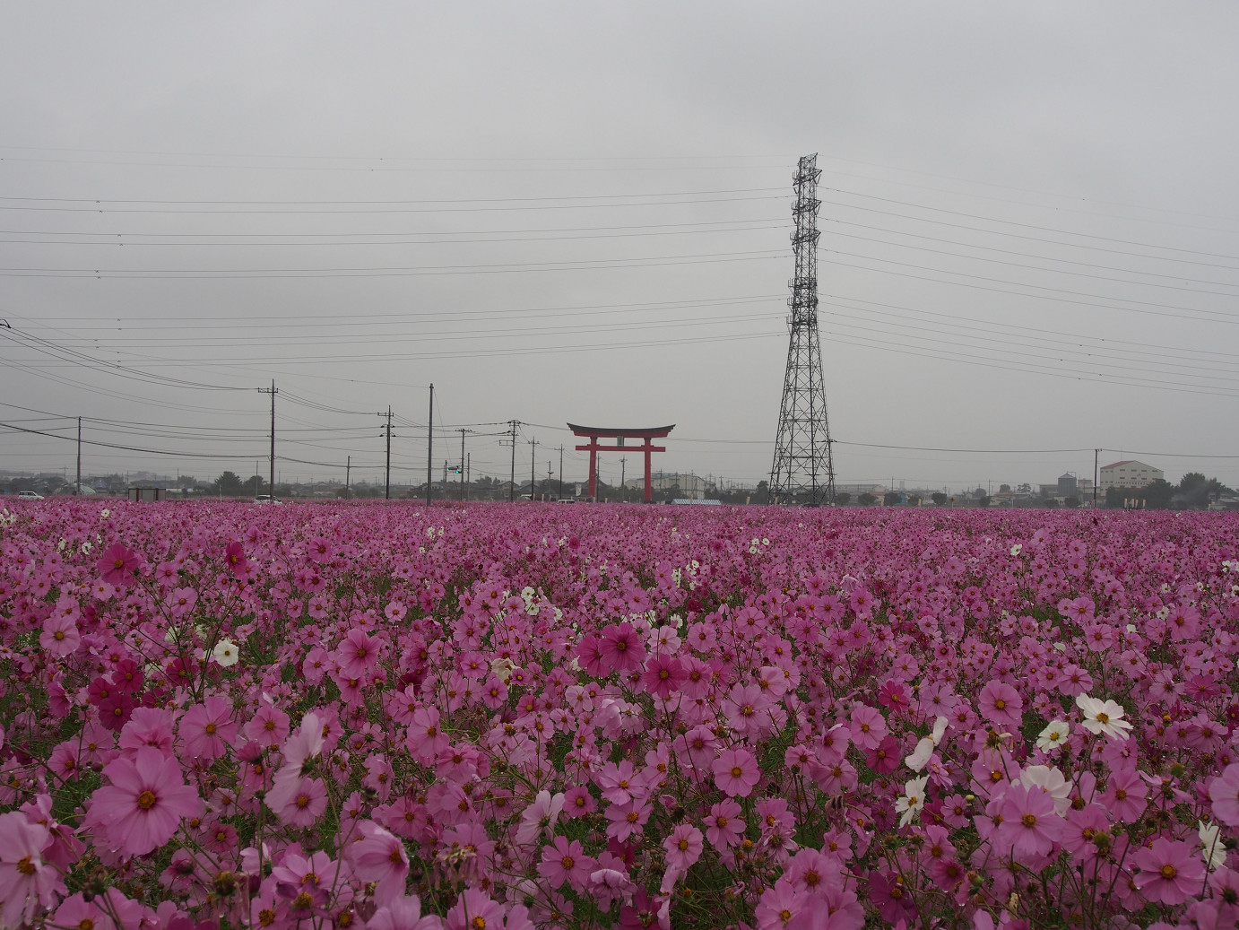 PA280435.jpg