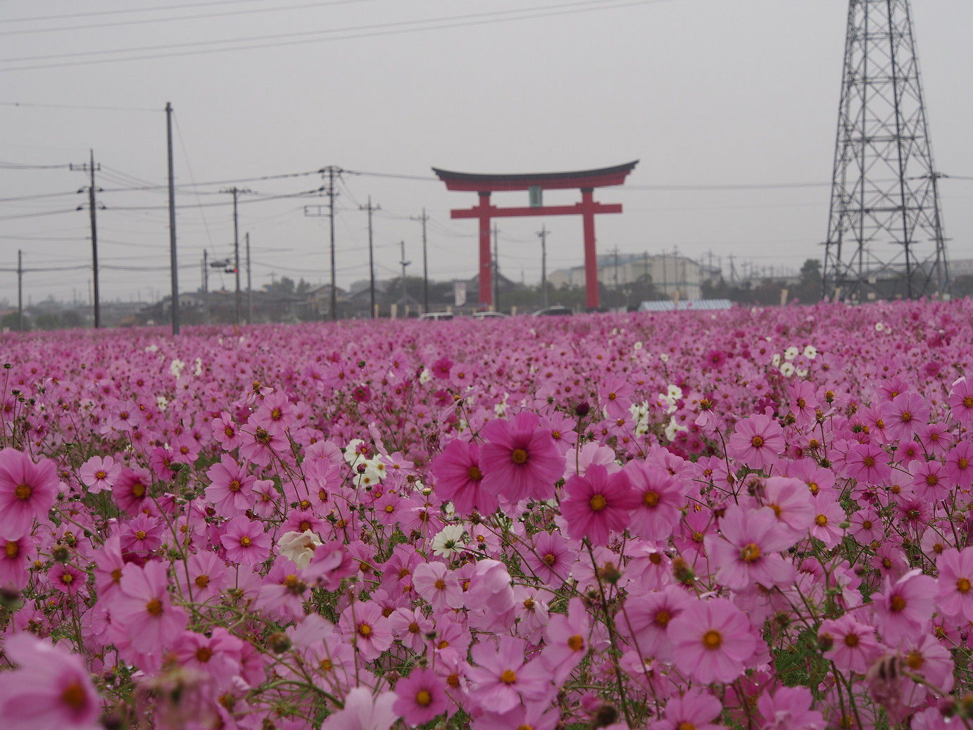 PA280436.jpg
