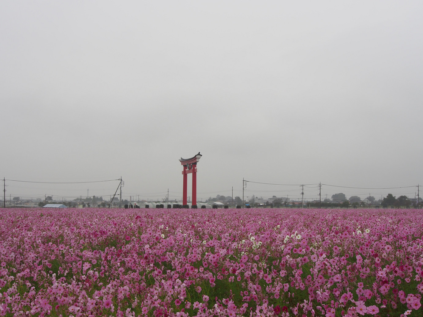 PA280442.jpg