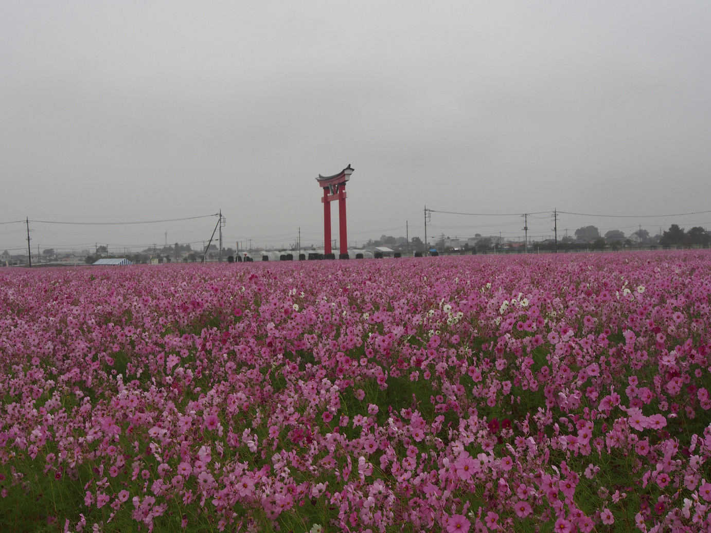 PA280443.jpg