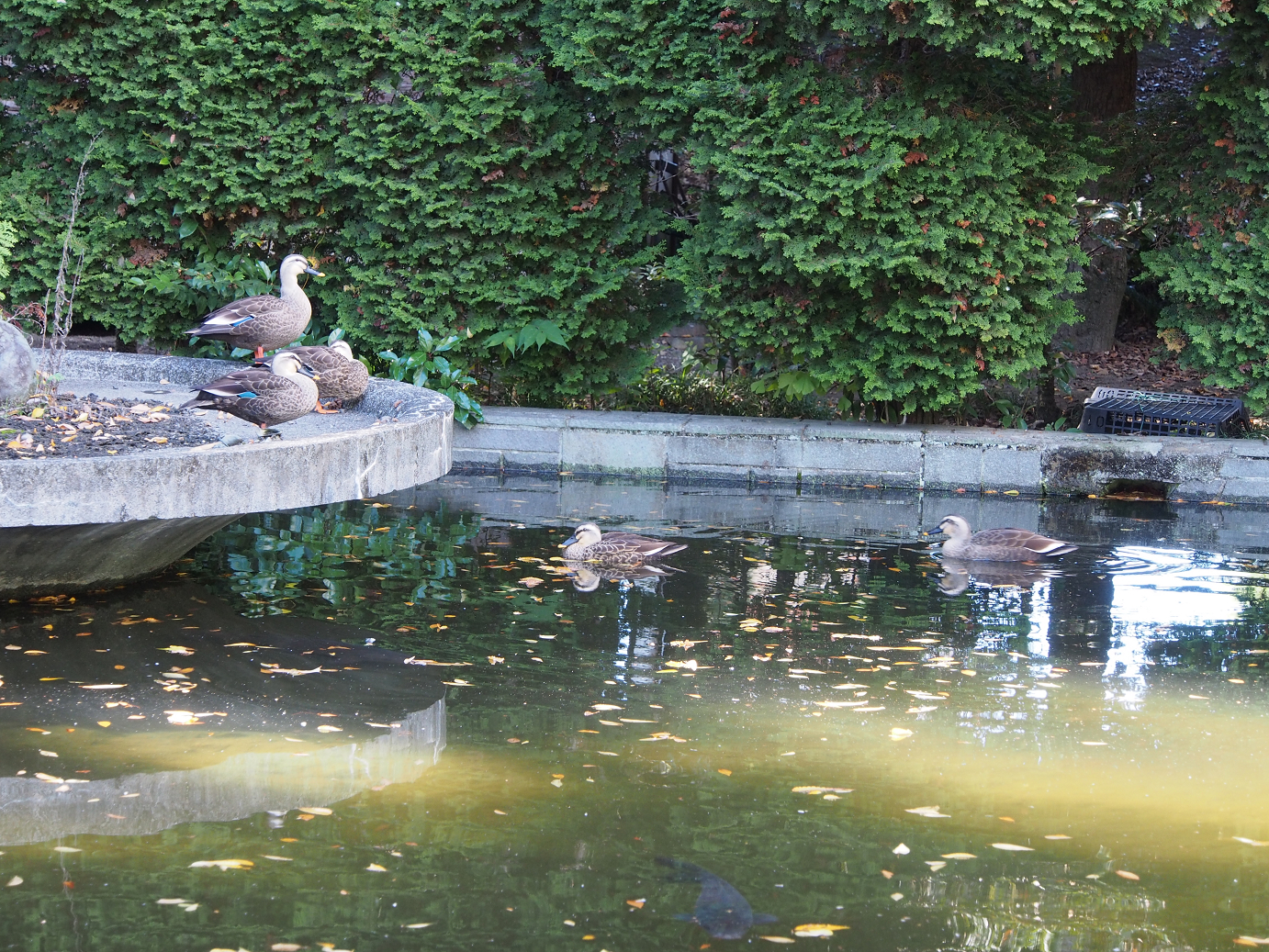 PB100247.jpg
