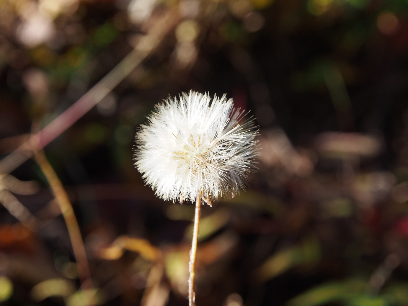 PB160092.jpg