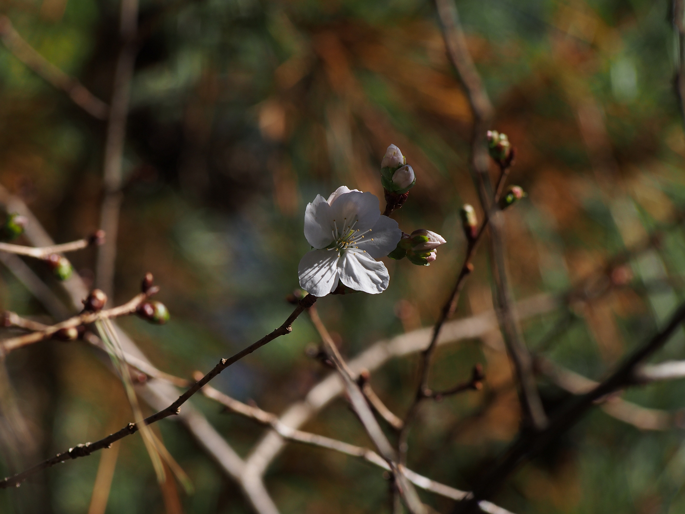 PB160132.jpg