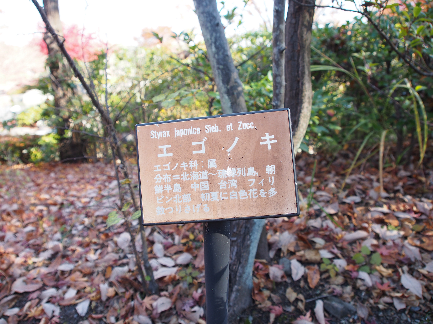 PB160251.jpg