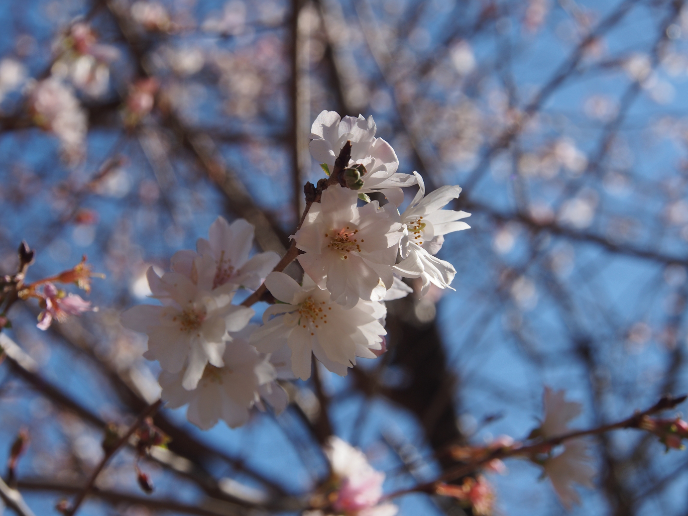 PB160348.jpg