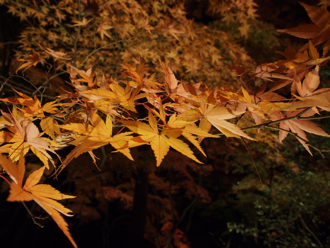 PB160758.jpg