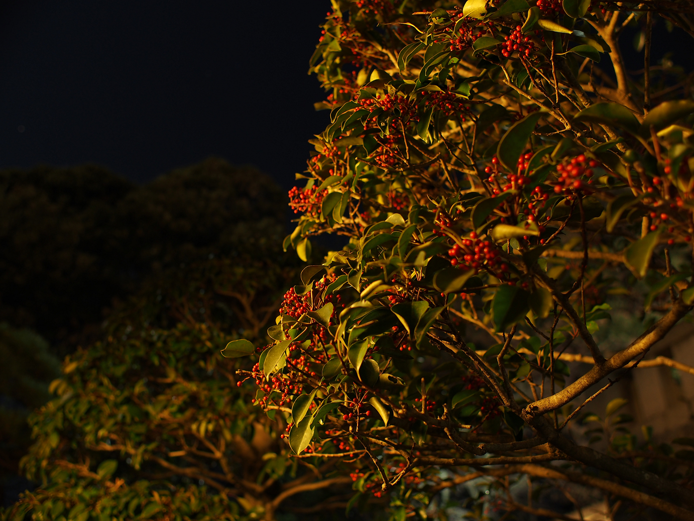 PC230693.jpg