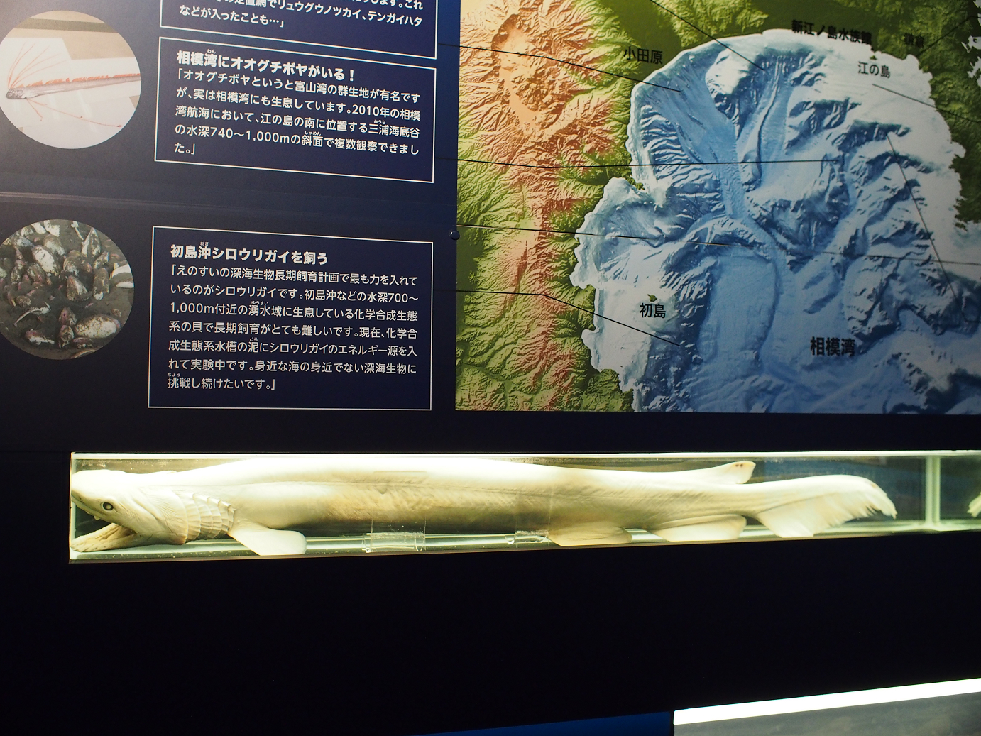 P1110521.jpg