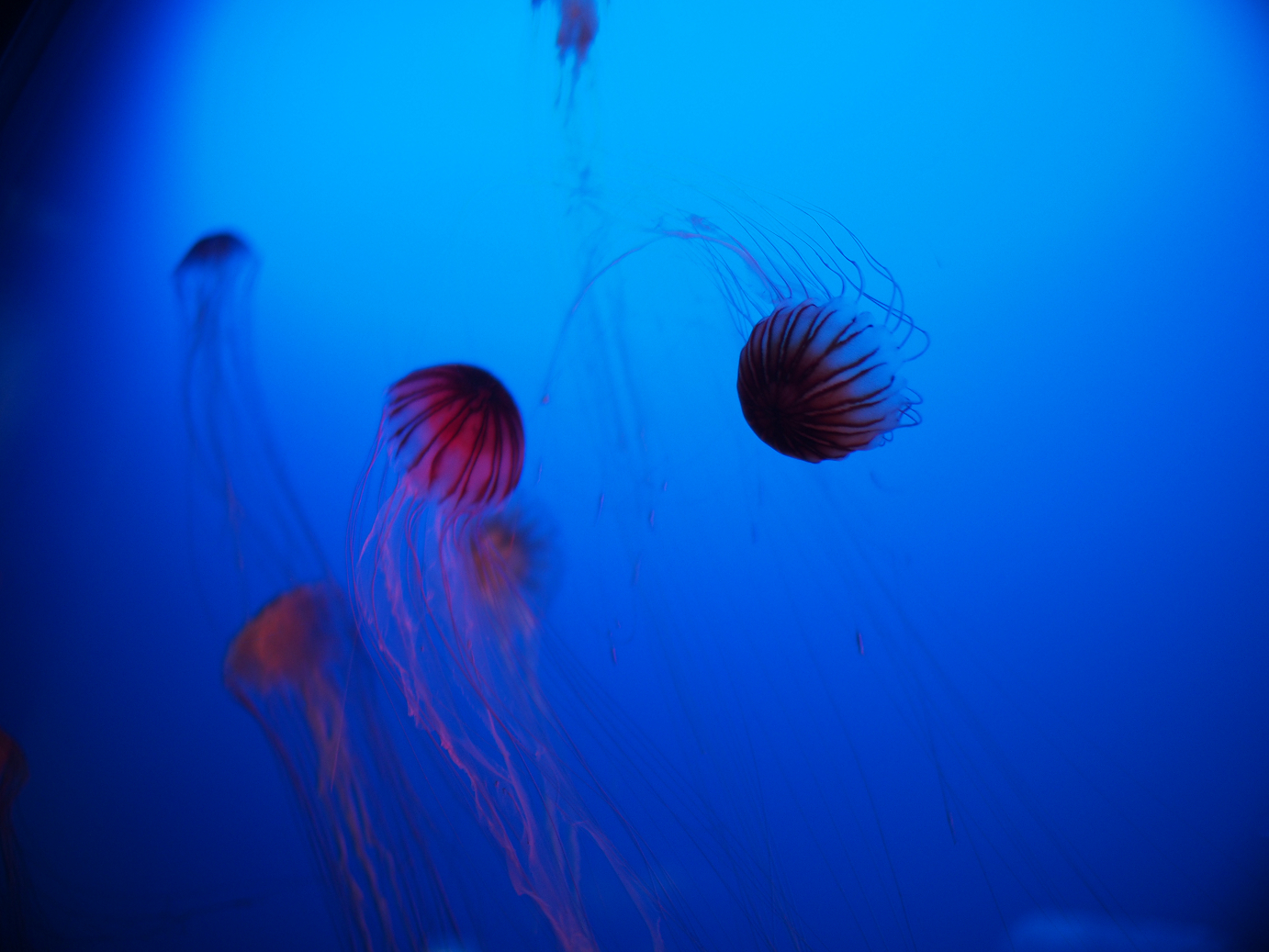 P1110531.jpg