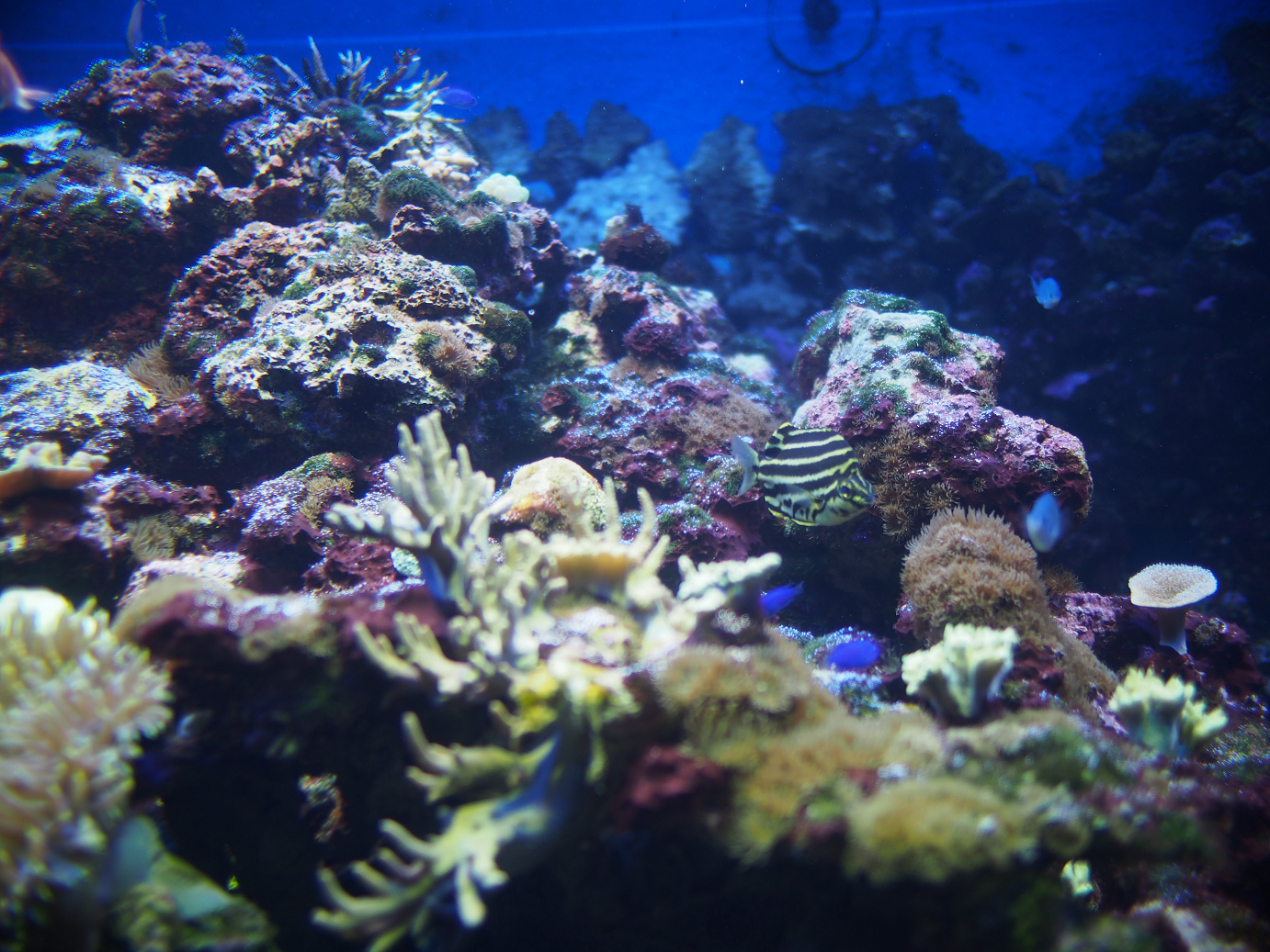 P1110536.jpg