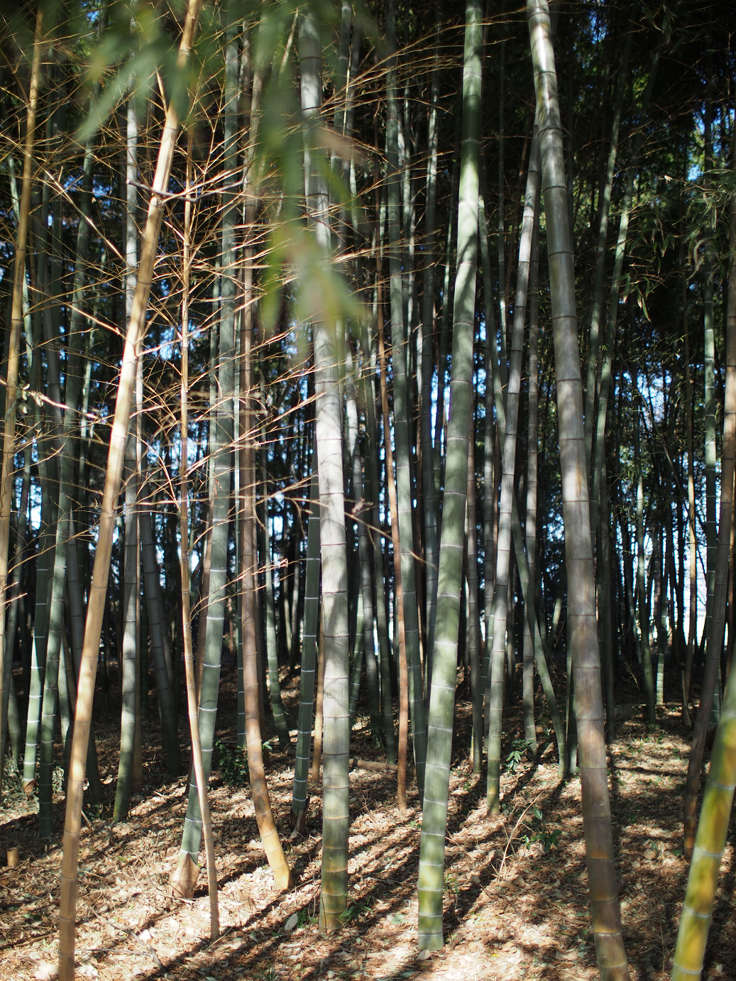 P1240087.jpg