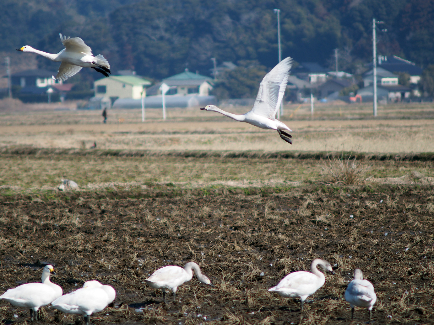 P2100352.jpg