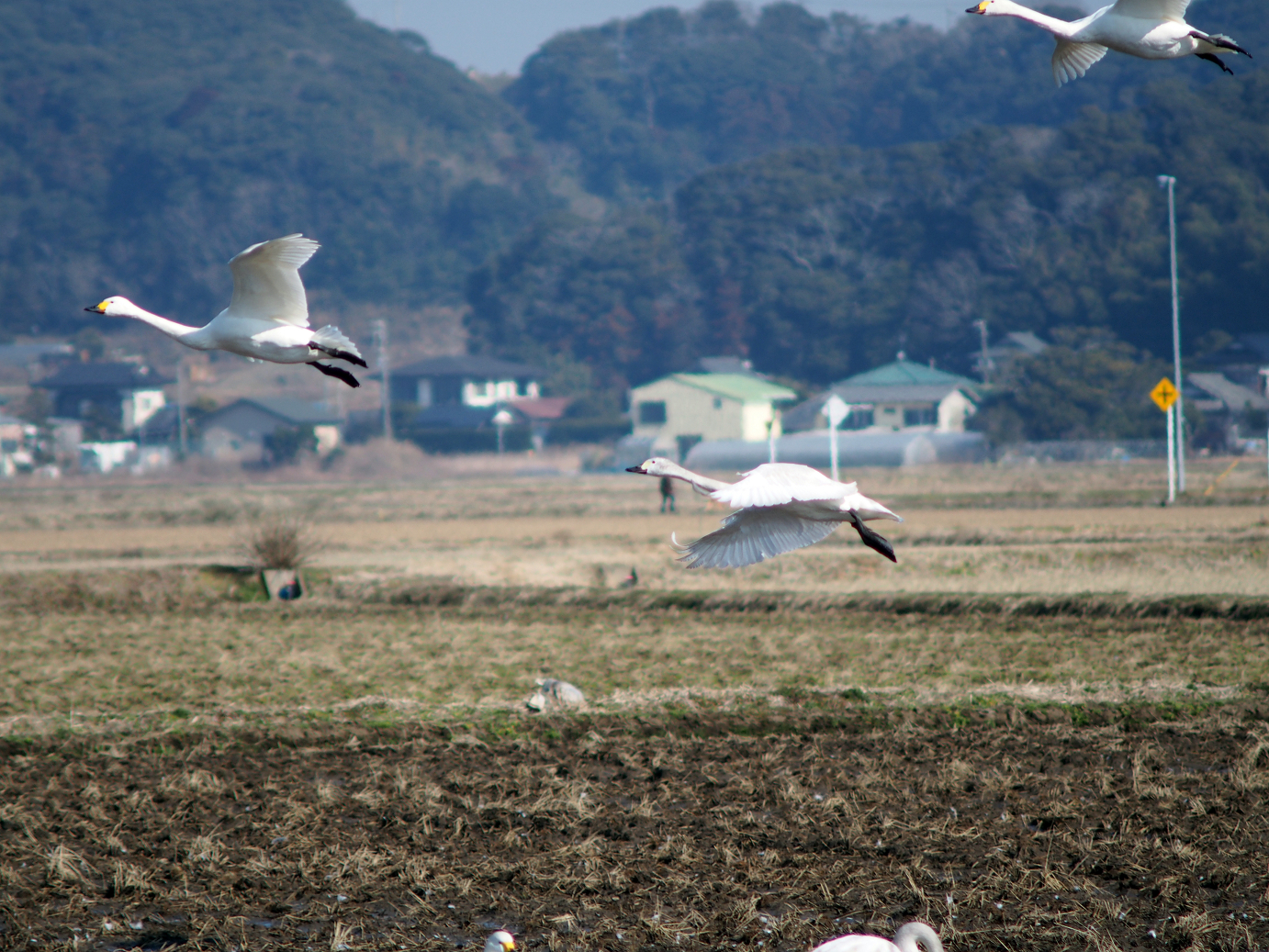P2100353.jpg