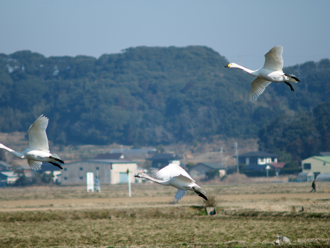 P2100355.jpg