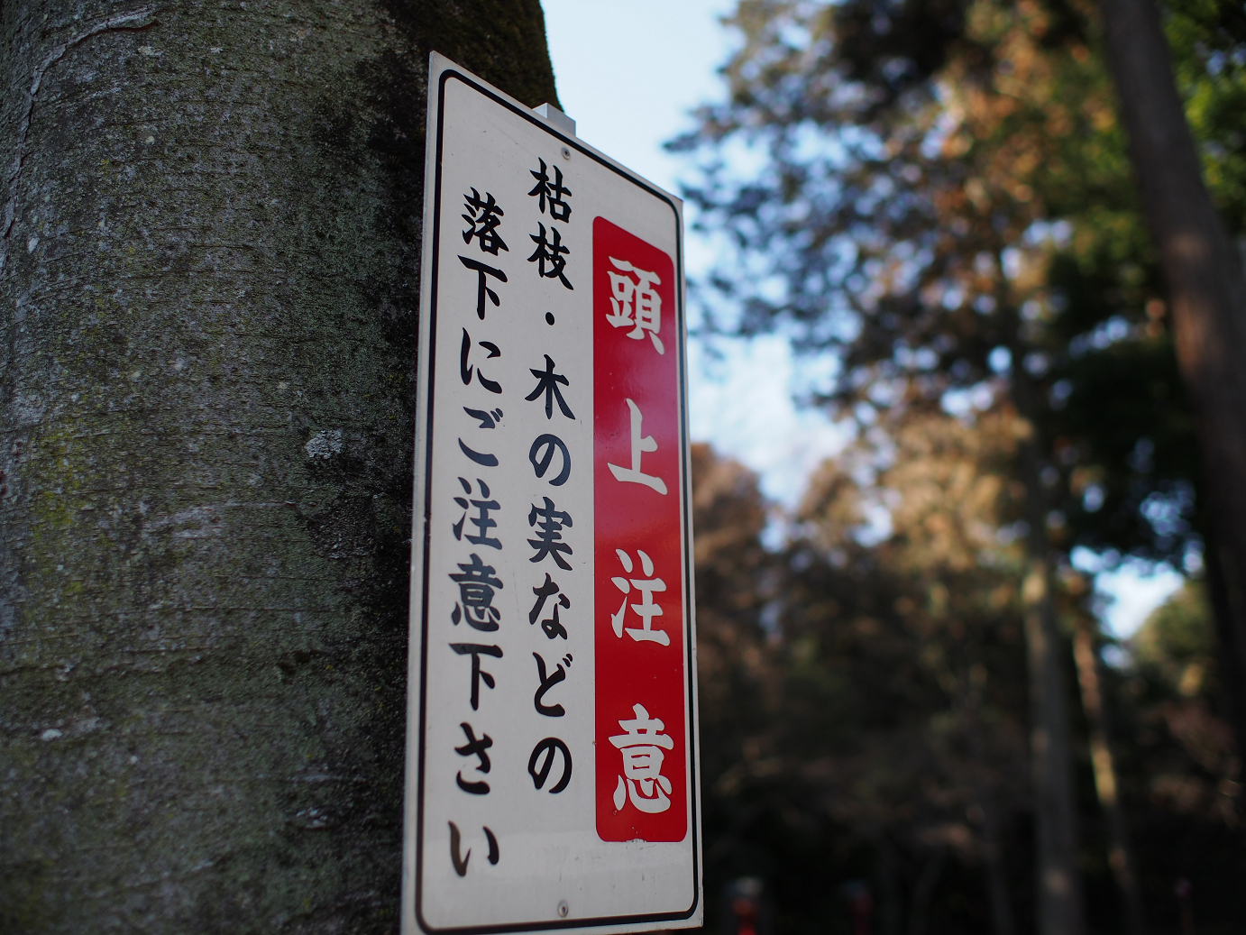 P2230260.jpg