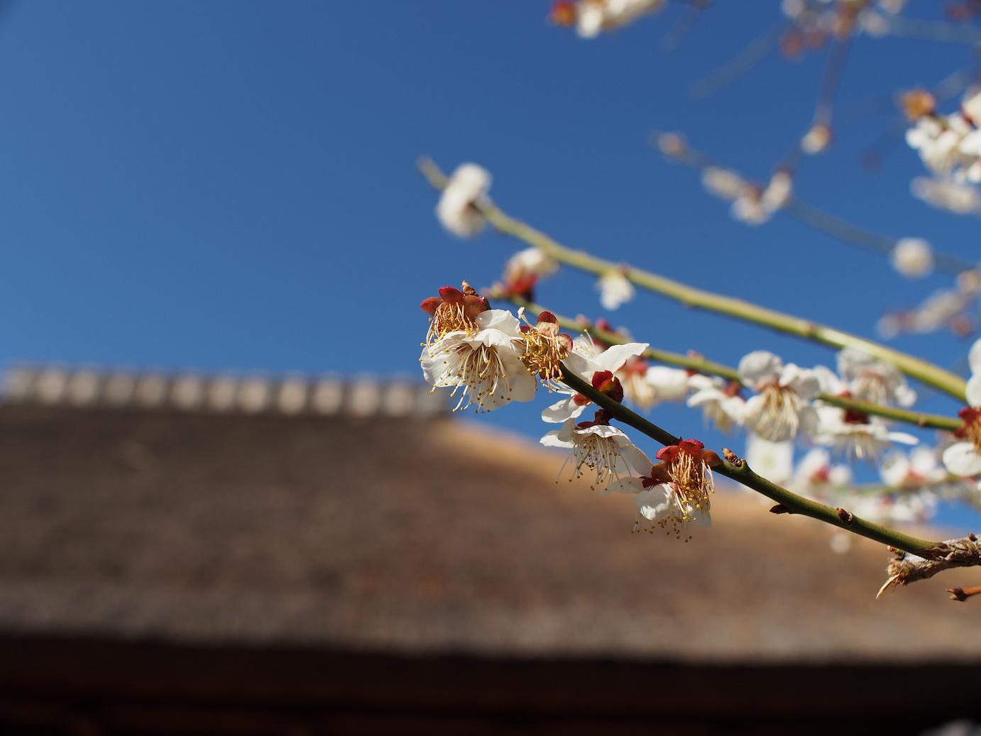 P3110376.jpg
