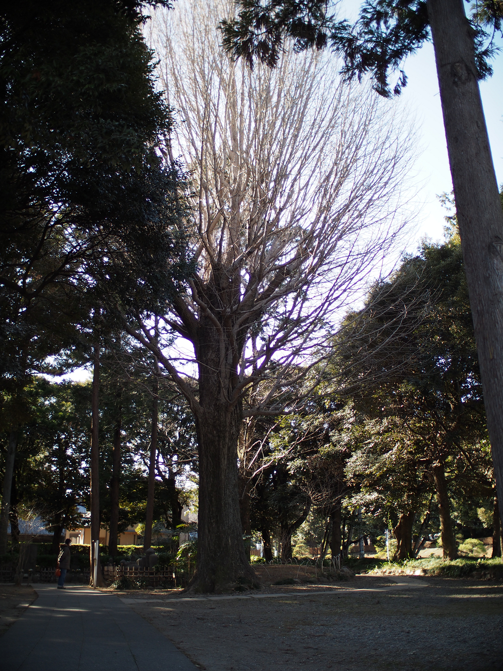 P3110463.jpg