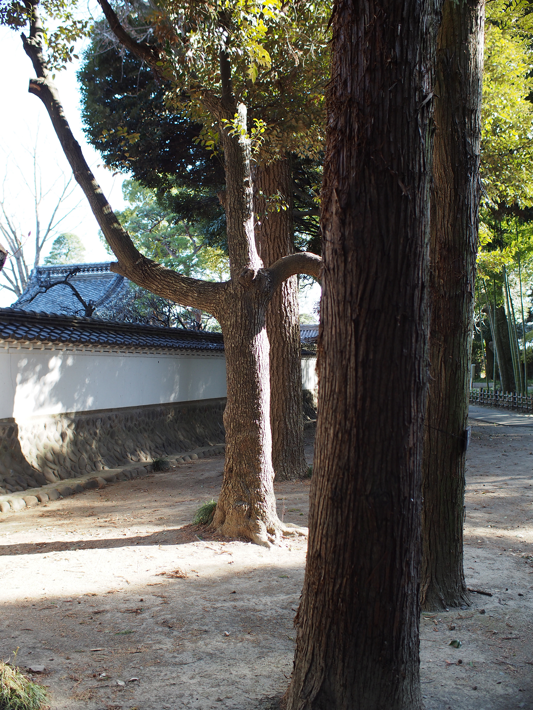 P3110474.jpg