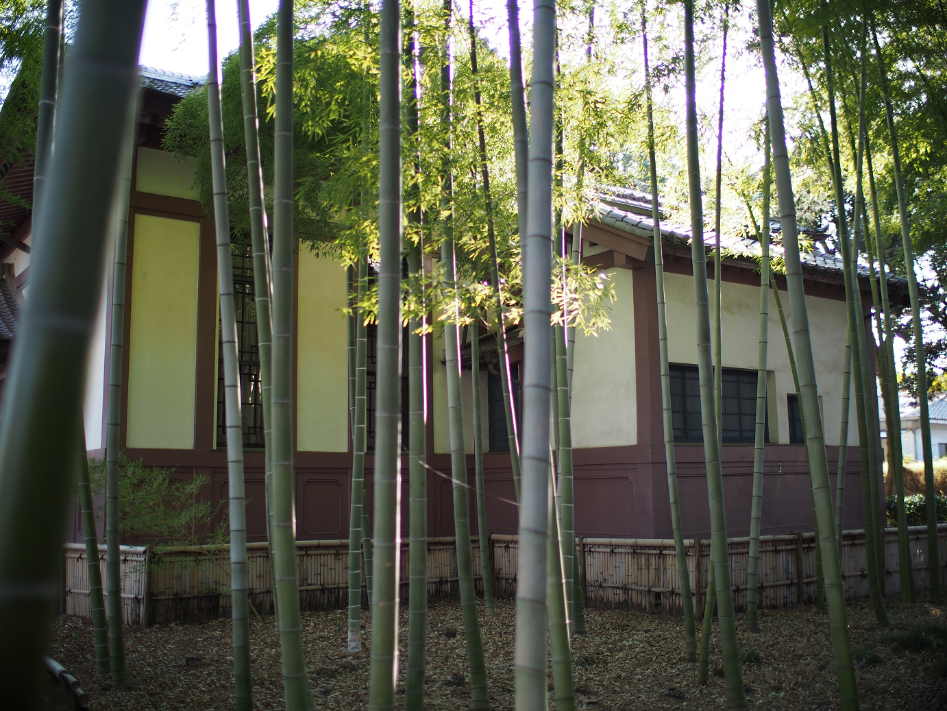 P3110488.jpg