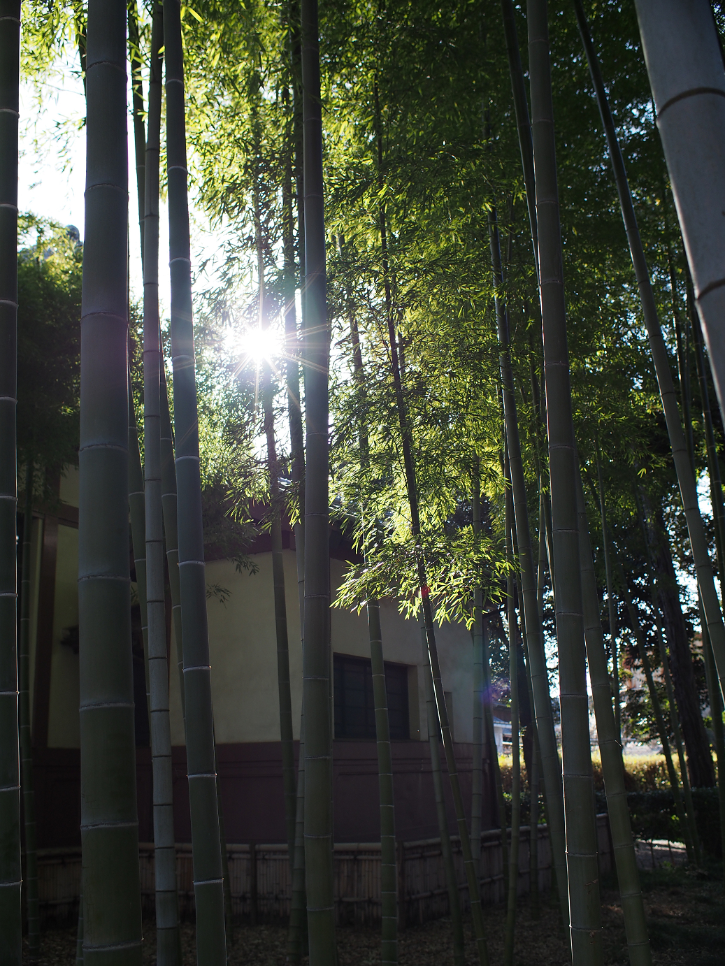 P3110490.jpg