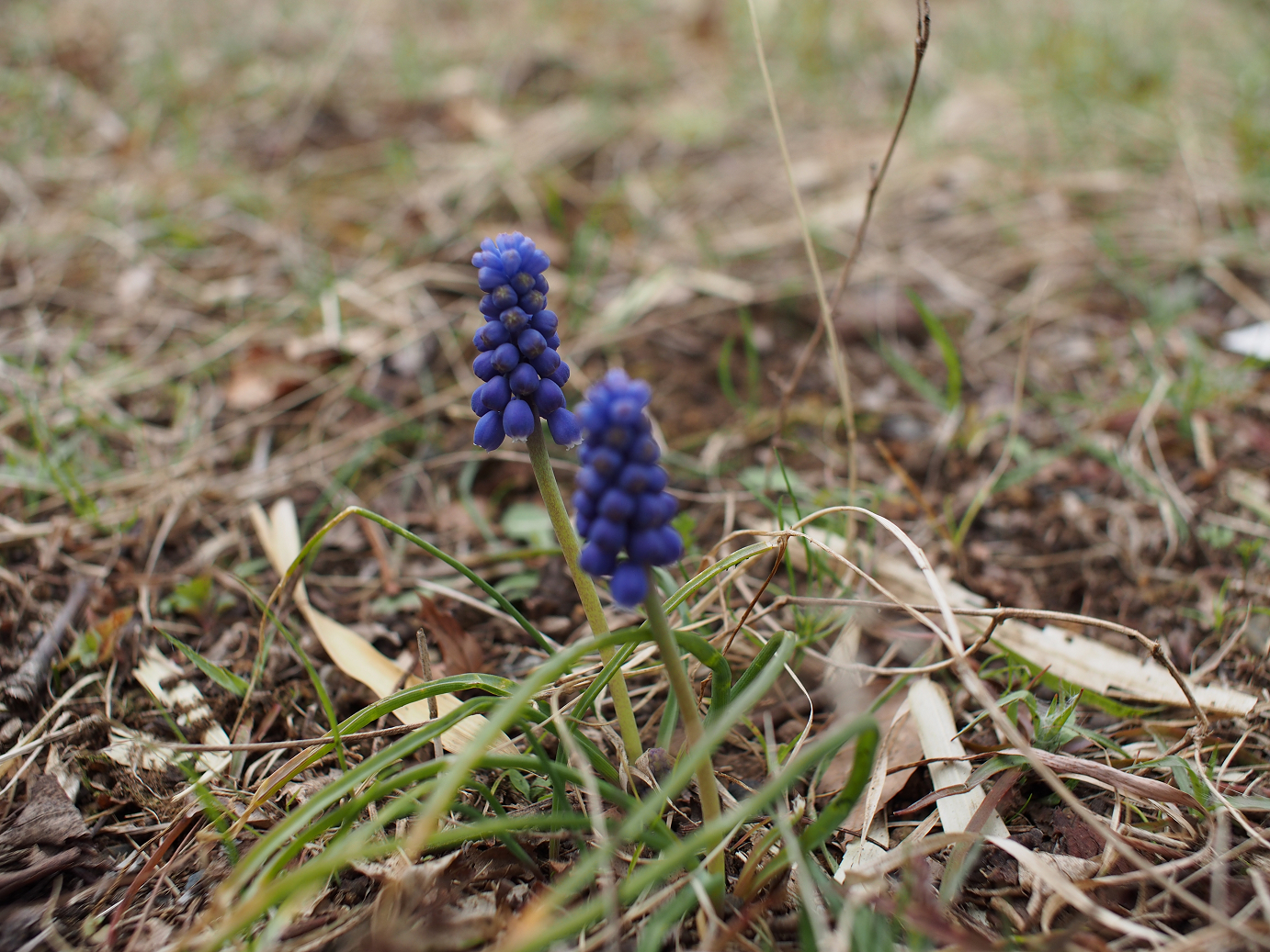P3230100.jpg
