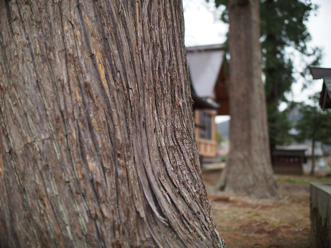 P3230141.jpg