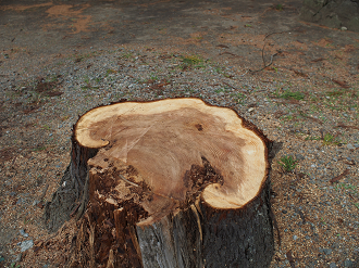 P3230165_thumb.png