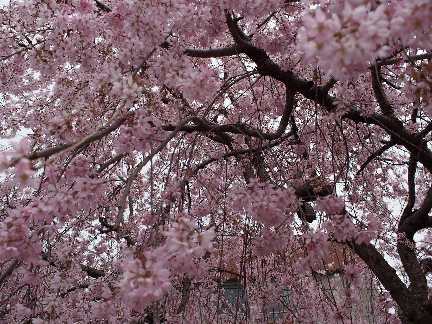 P3240100.jpg