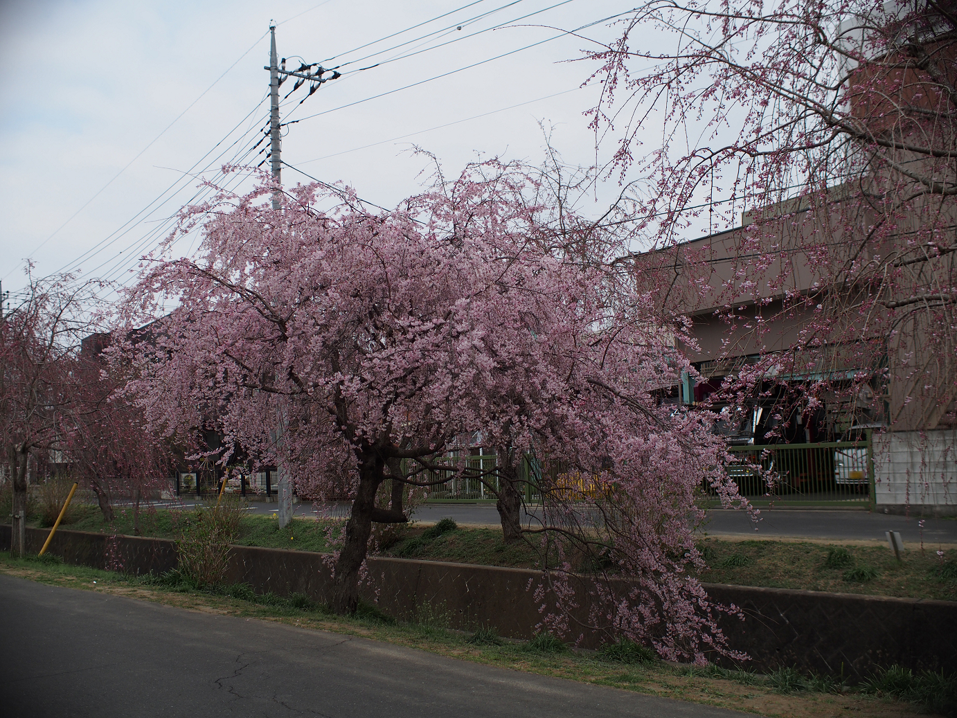 P3240121.jpg