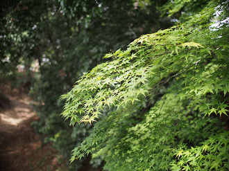 P4230115_thumb.png