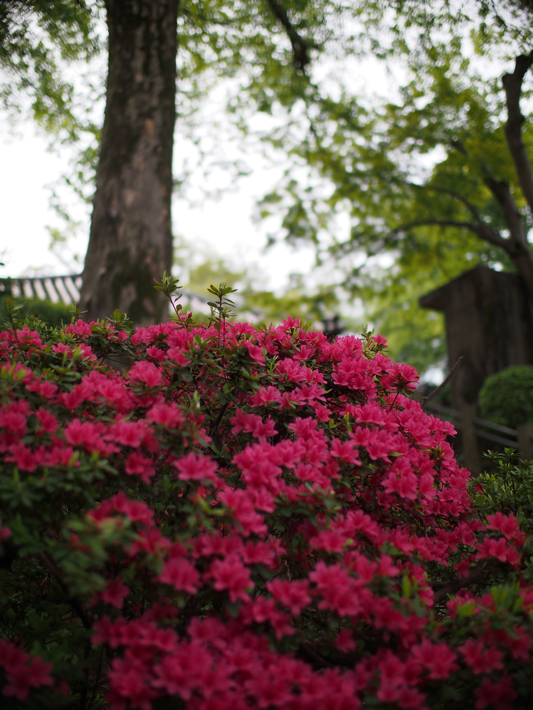 P4230133.jpg