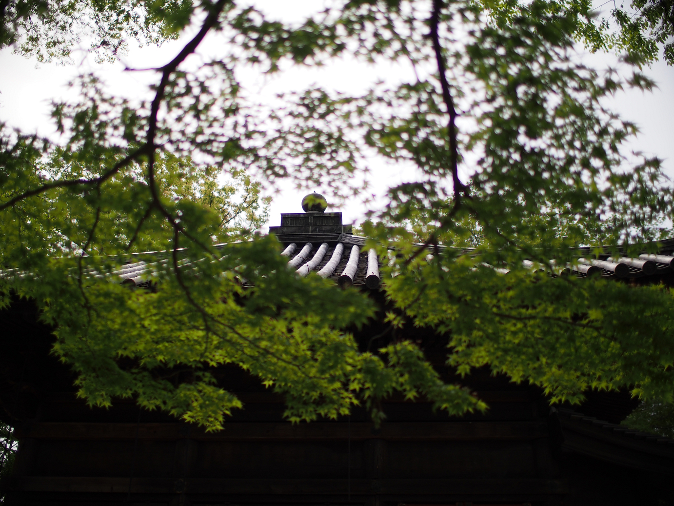 P4230139.jpg