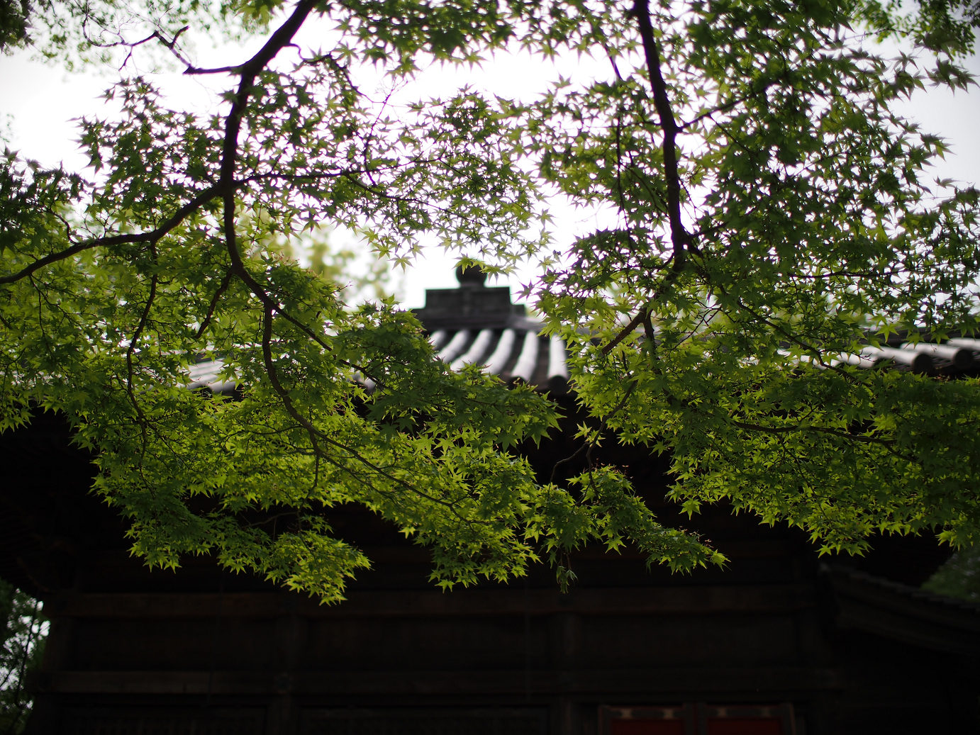 P4230140.jpg