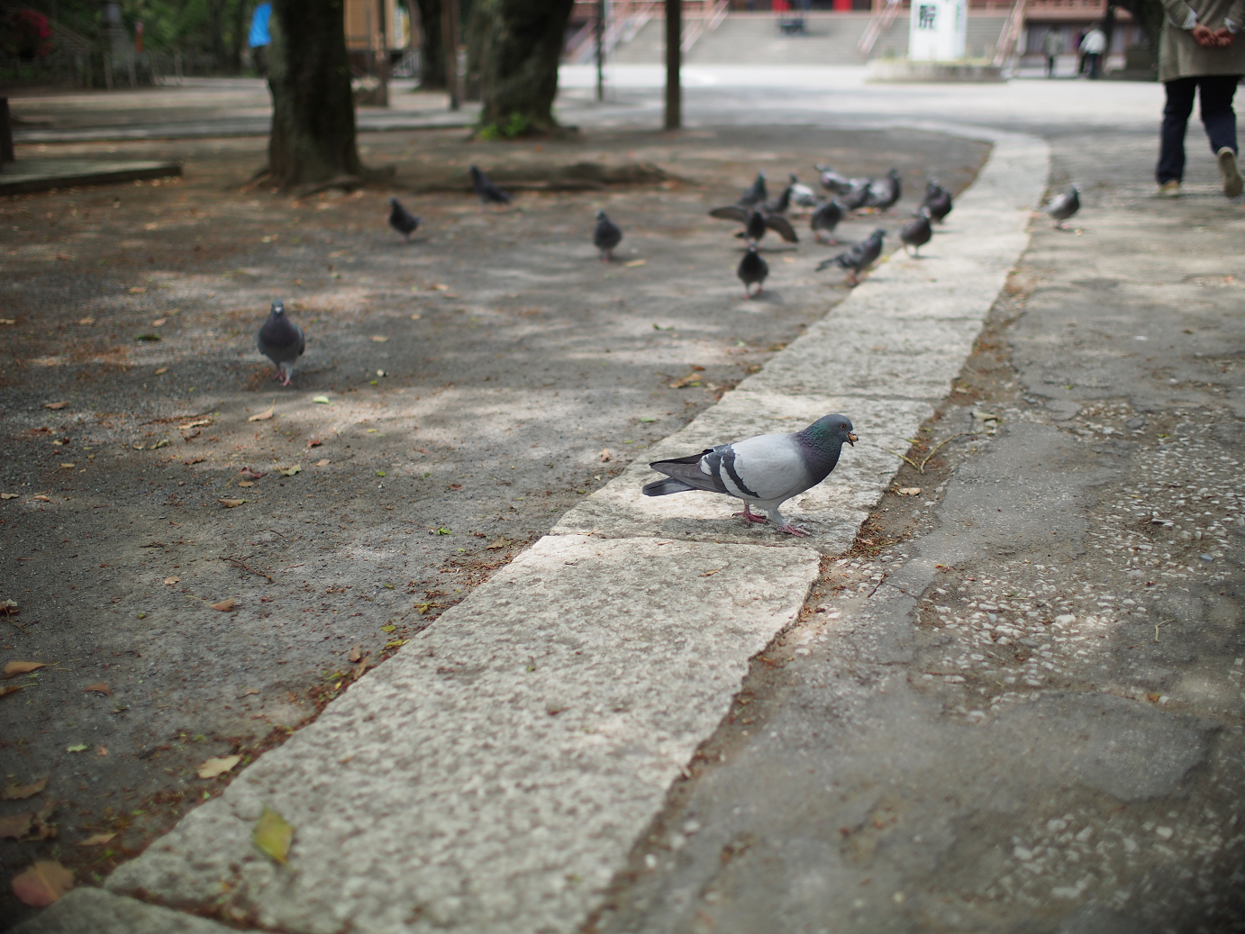 P4230197.jpg