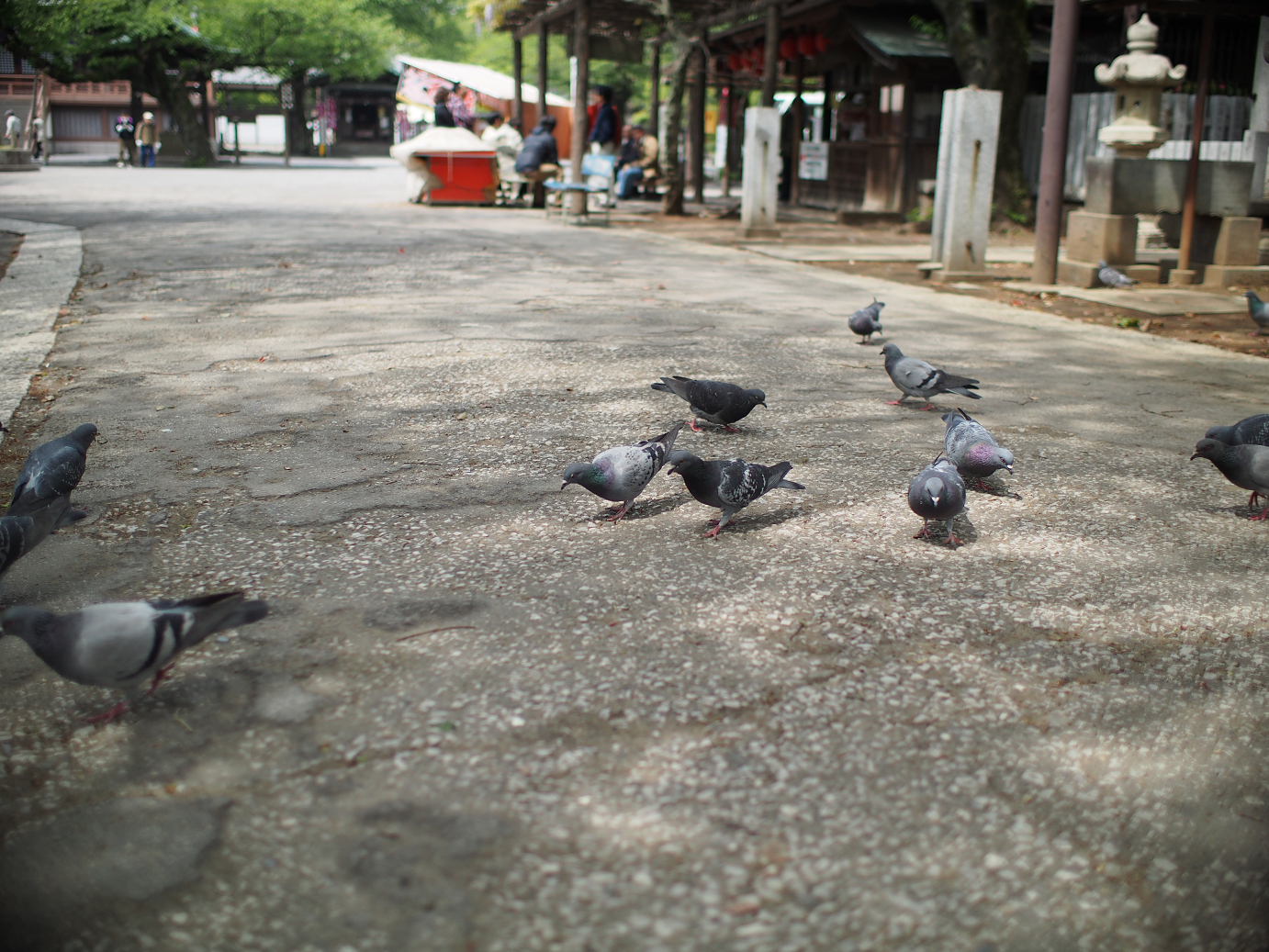 P4230199.jpg