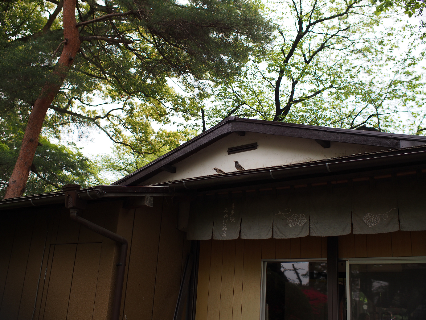 P4230224.jpg
