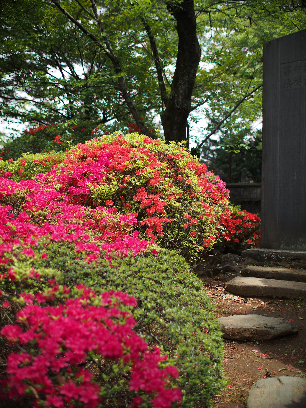 P4230225.jpg