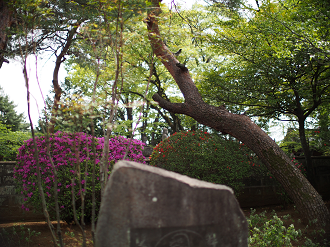 P4230242_thumb.png