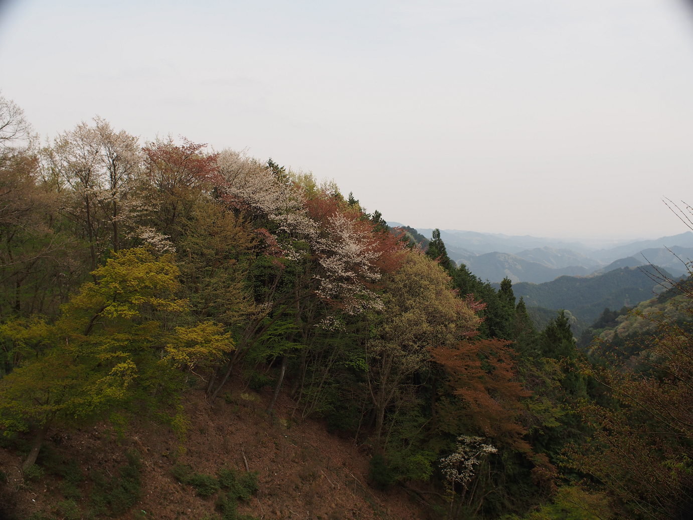 P4230314.jpg