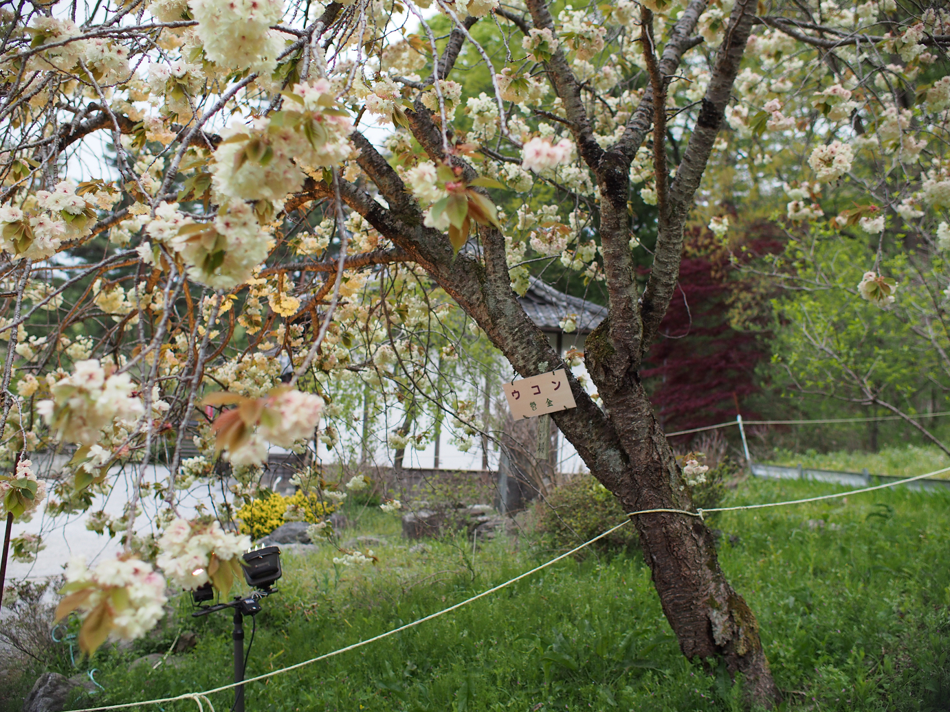 P4230361.jpg