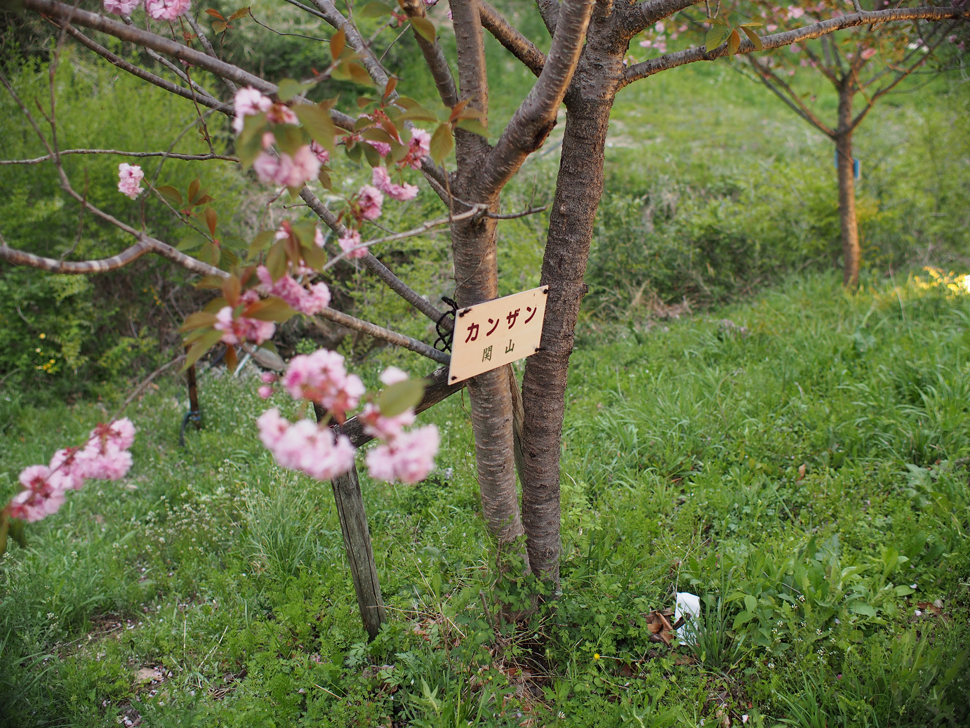 P4230364.jpg