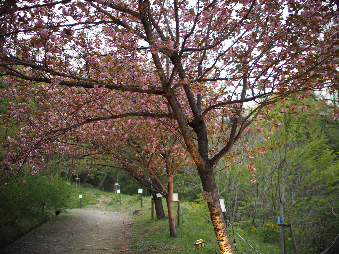 P4230365.jpg