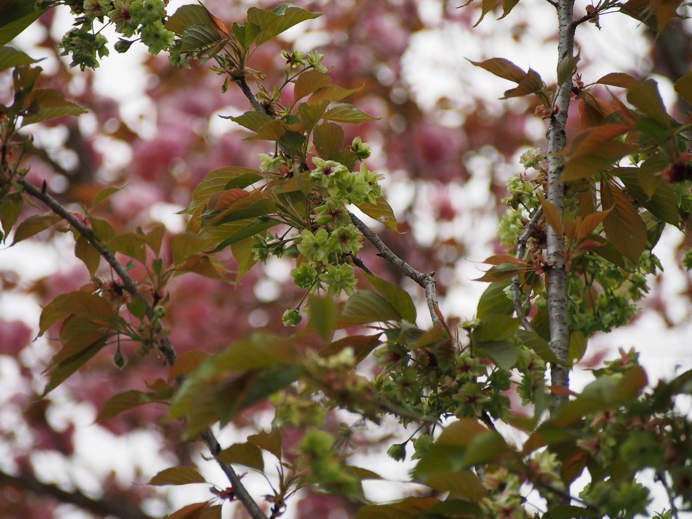 P4230371.jpg
