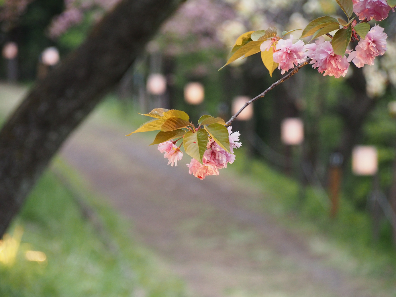 P4230394.jpg