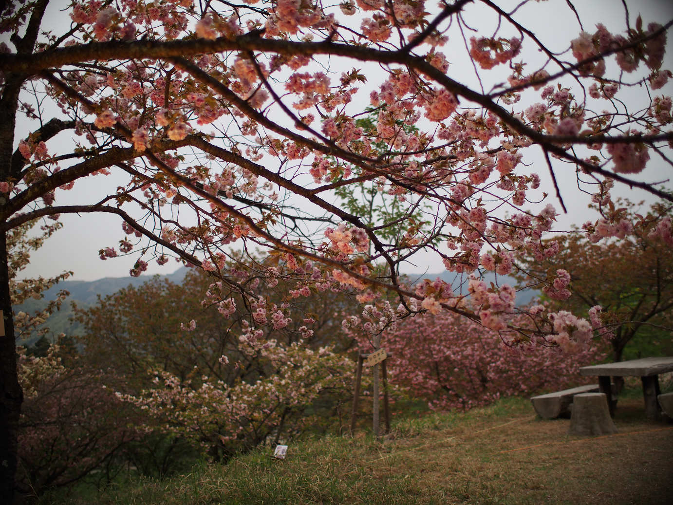 P4230408.jpg