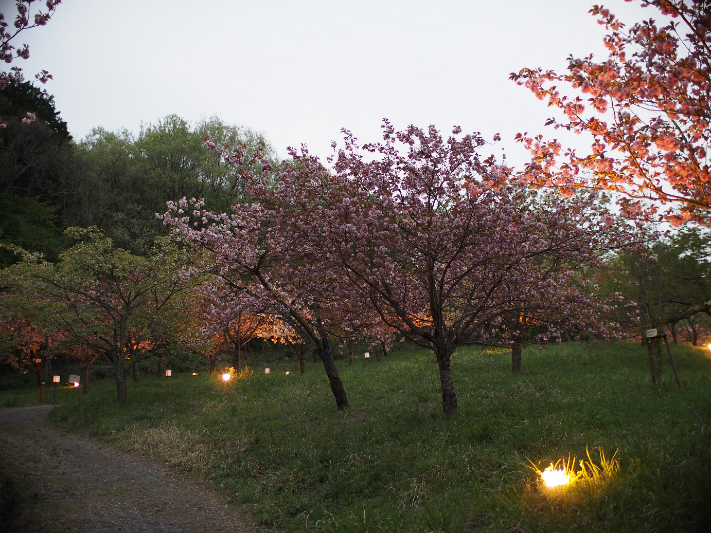P4230464.jpg